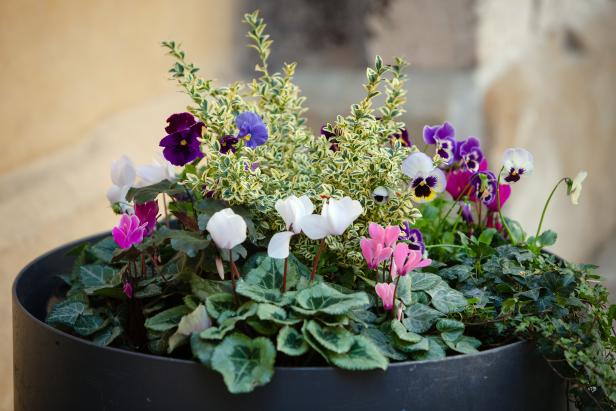 Pansies in Planter