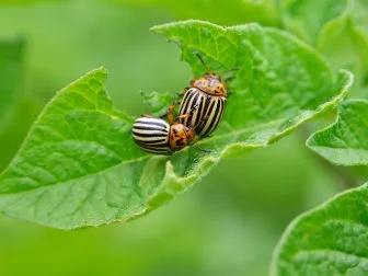 Colorado Potato Beetle