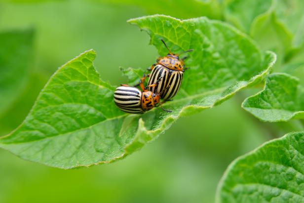 How to Avoid Pests and Diseases in the Garden | HGTV
