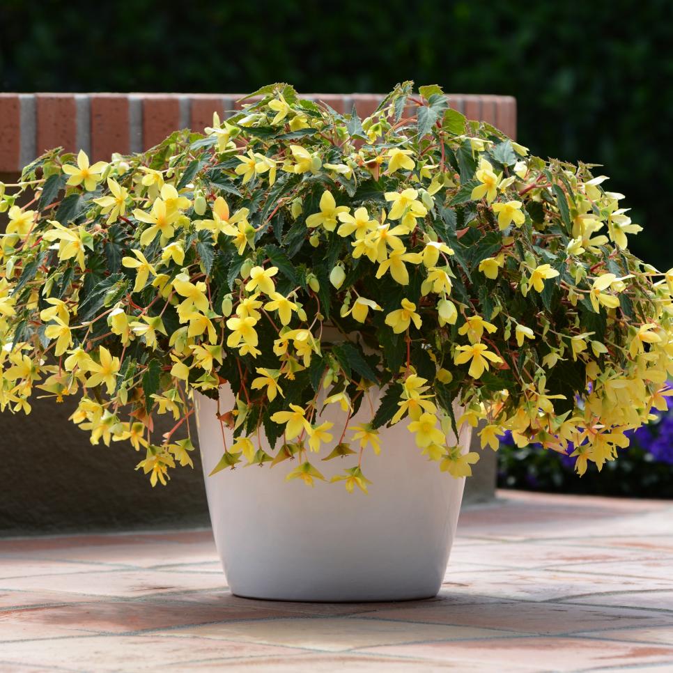 low sunlight flower plants