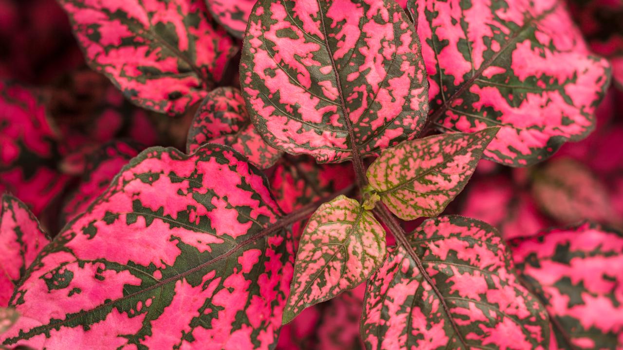 Hippo® Red - Polka Dot Plant - Hypoestes phyllostachya