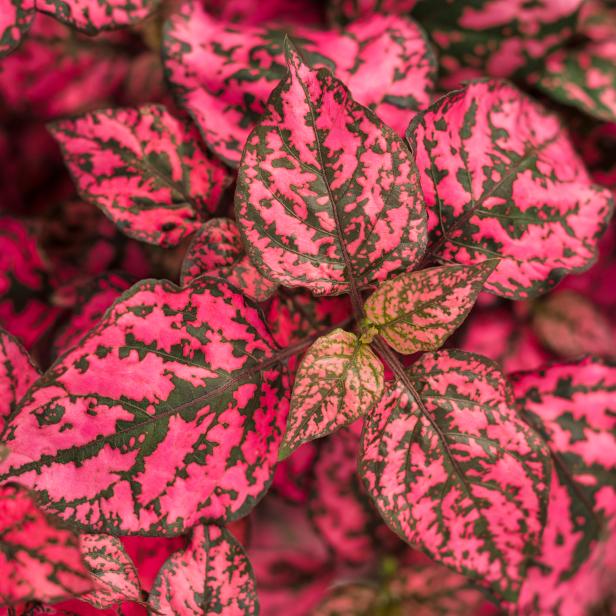Variegated Foliage Plant For Shade