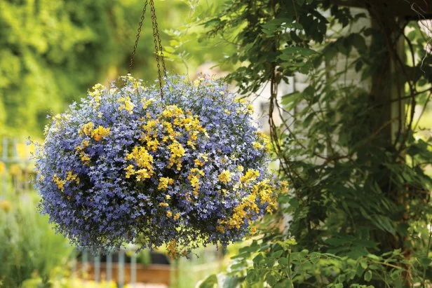 Shade-Loving Annuals List: Top Vibrant Picks for Shady Gardens