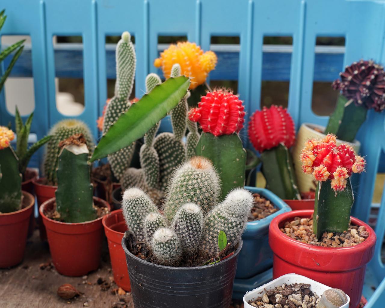 How To Take Care Of A Cactus With/deco Flower How to Plant a Cactus Container Garden | HGTV
