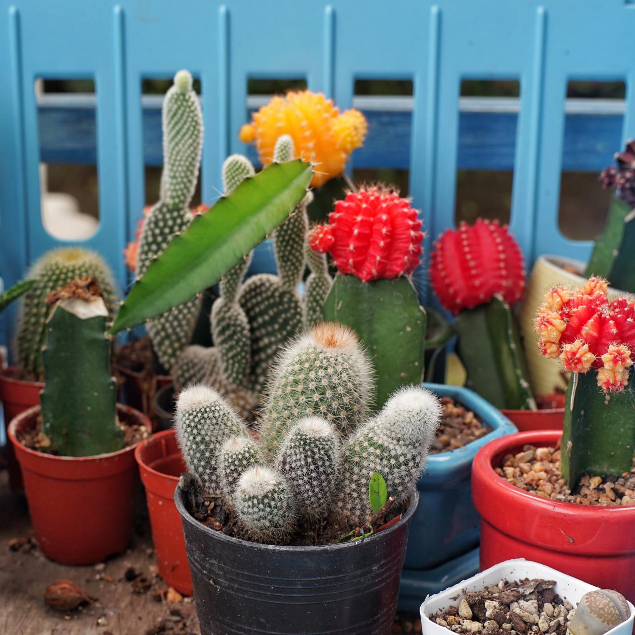 Mini Cactus - 10 pieces 
