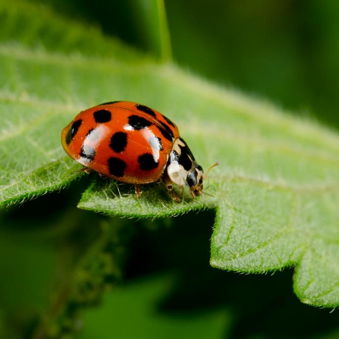 Plant Diseases and Identification | HGTV