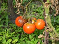 Blighted Tomato Plants