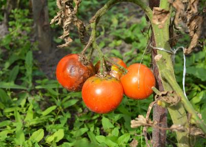 Preventing Garden Diseases Hgtv