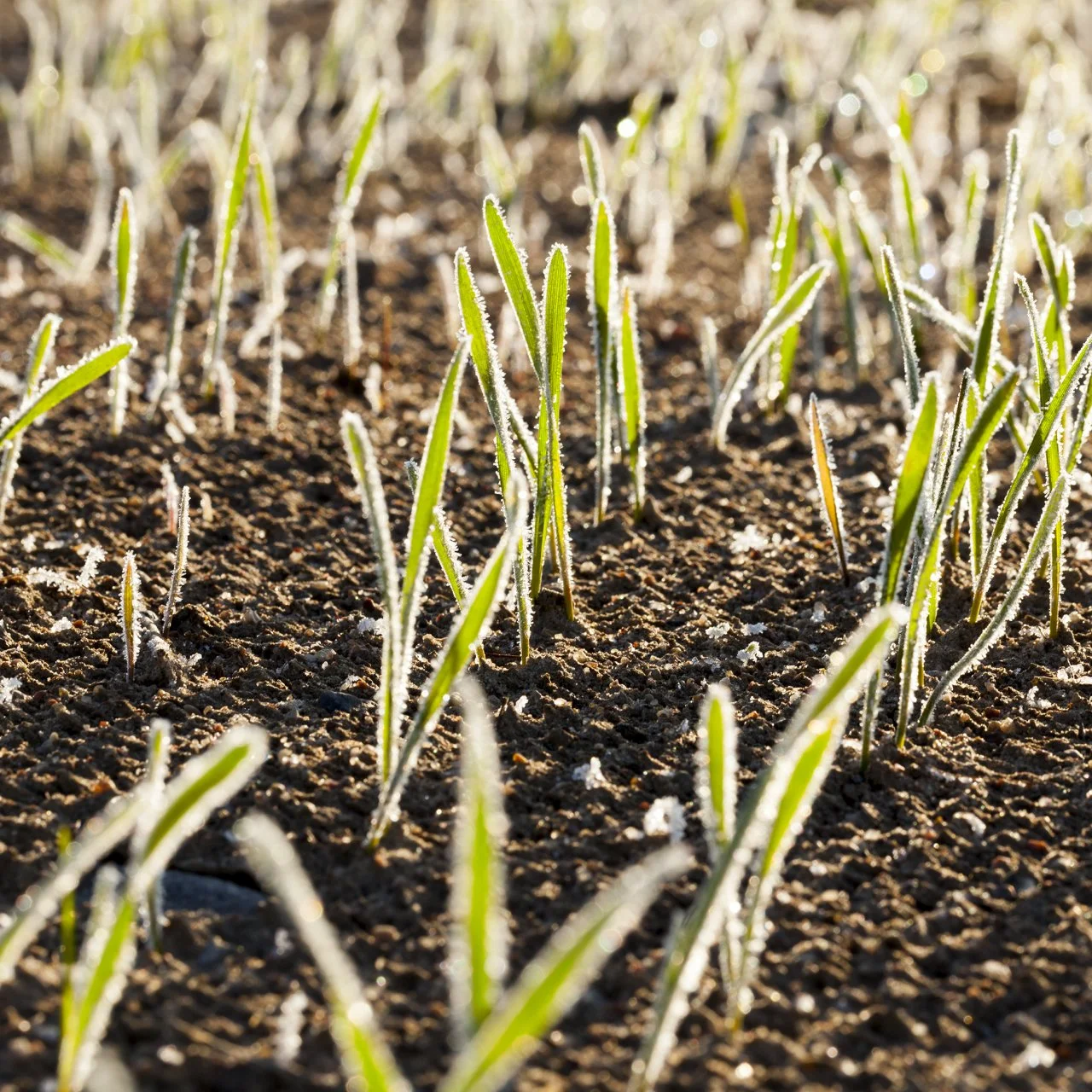 Best Time to Plant Winter Rye in Florida: Ultimate Guide 2025