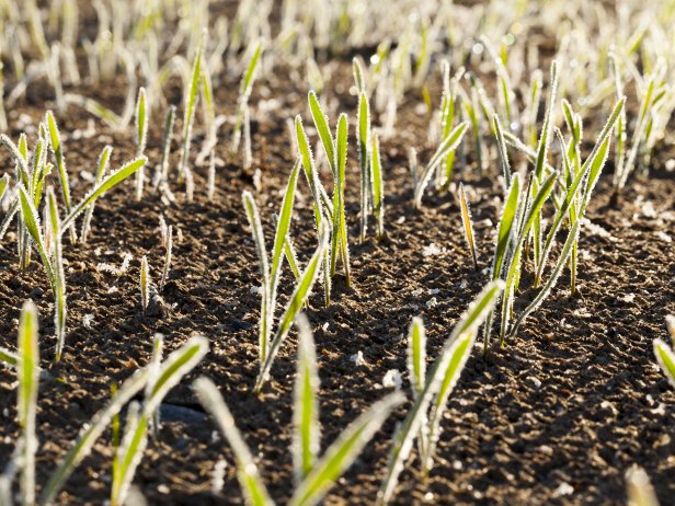 Planting Winter Rye 