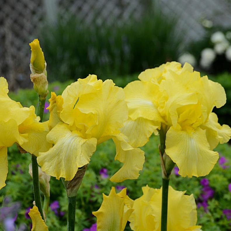 ‘Harvest of Memories’ Iris