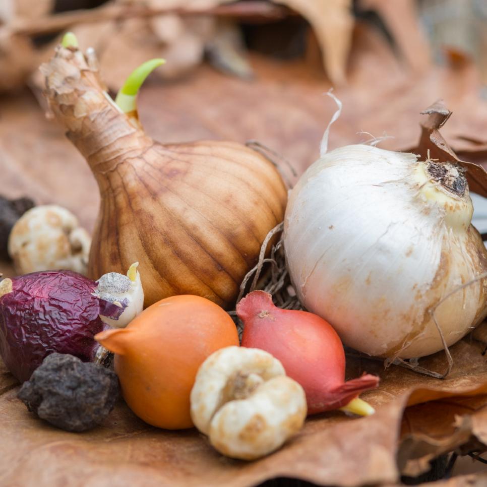 identifying bulb types: understanding bulbs, corms, rhizomes and