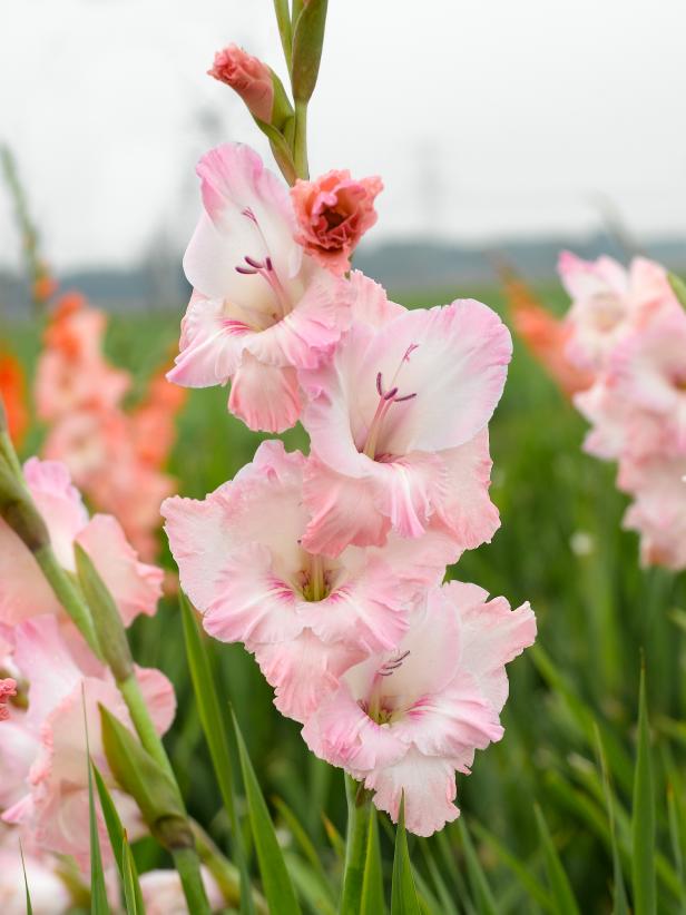 Plant Bulb Identification Chart