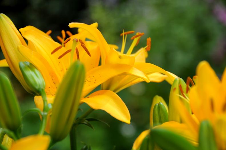 Dwarf Asiatic Lily For Cutting Garden