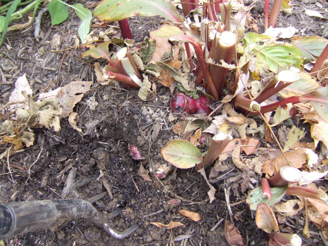 How To Dig Tender Bulbs For Winter Hgtv