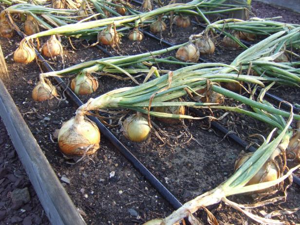 Onion Plants In Raised Bed
