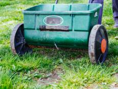 Grass Seed Spreader Spreading Grass Seed