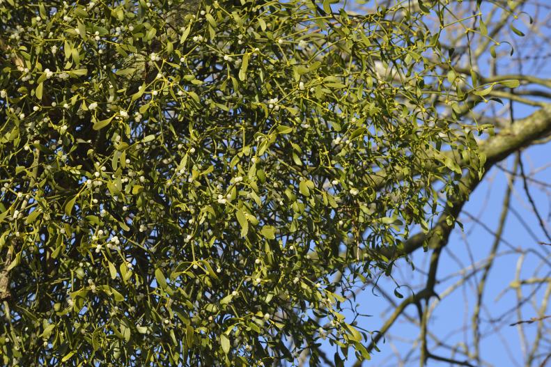 Mistletoe in Tree