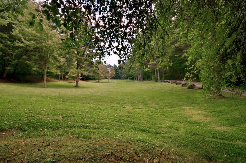 meadow with trees