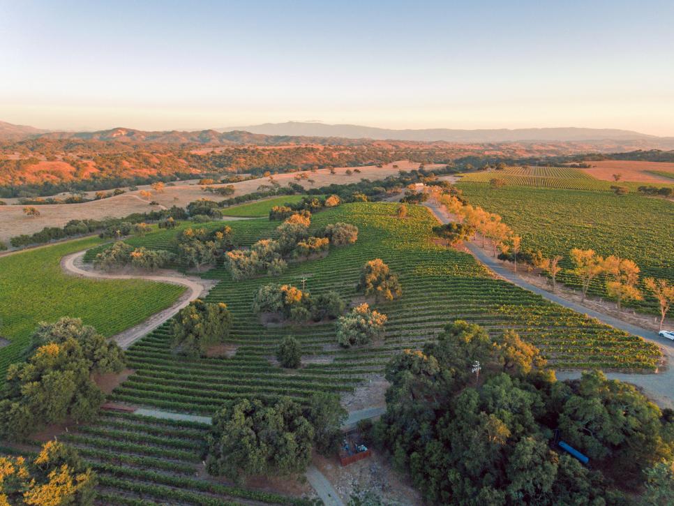 Aerial View of Vineyard