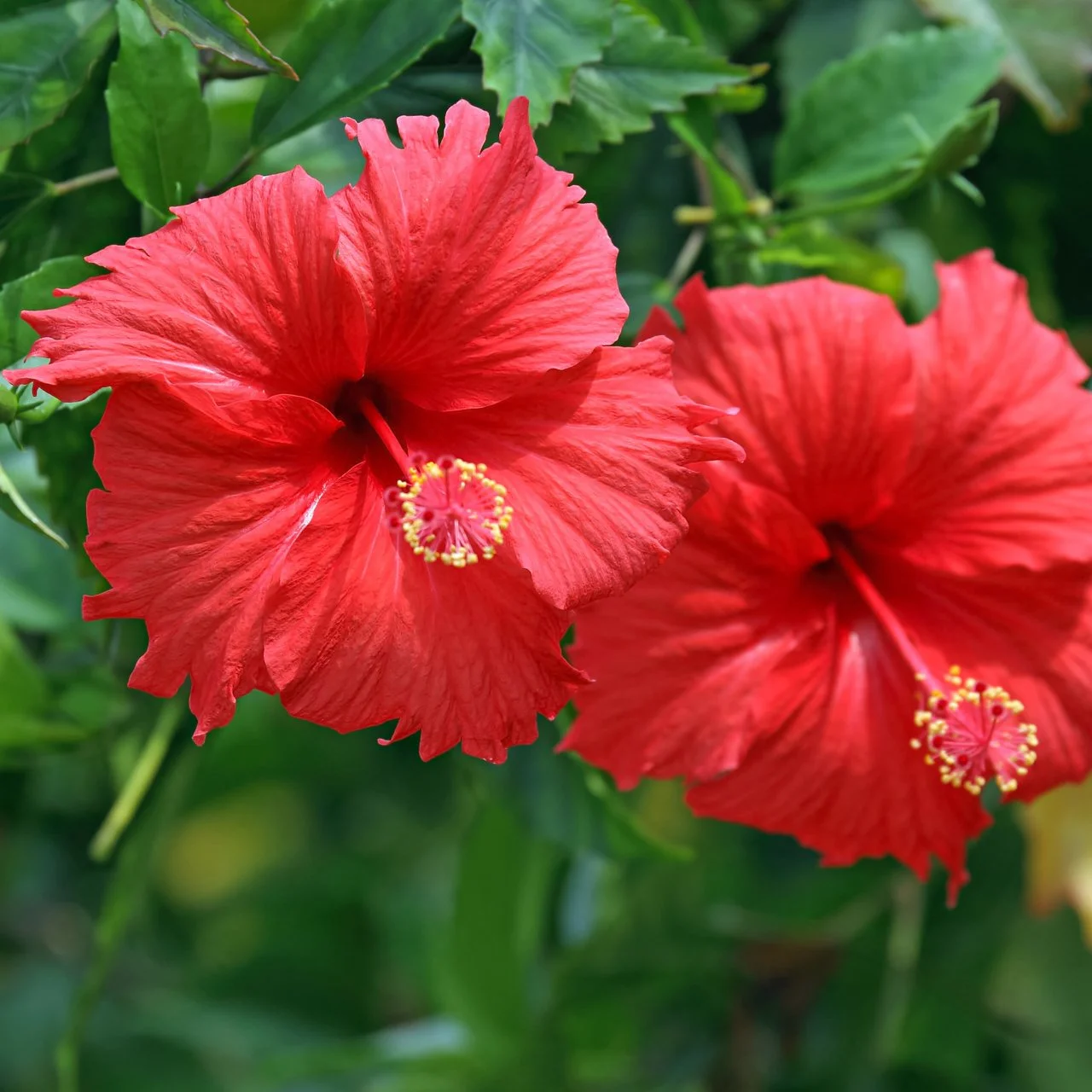 Planting and Growing Hibiscus Flower HGTV