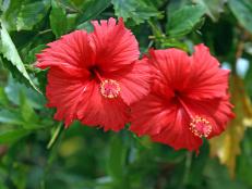 Chinese Hibiscus Blooms