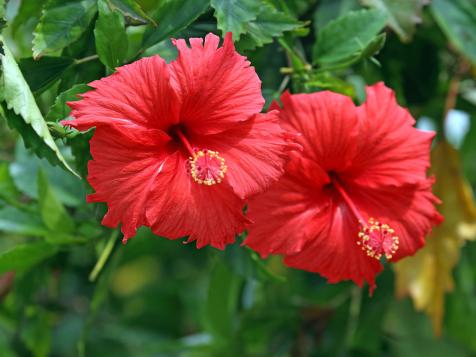 How to Plant, Grow and Care for Hibiscus