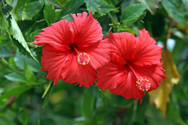 Chinese Hibiscus Blooms