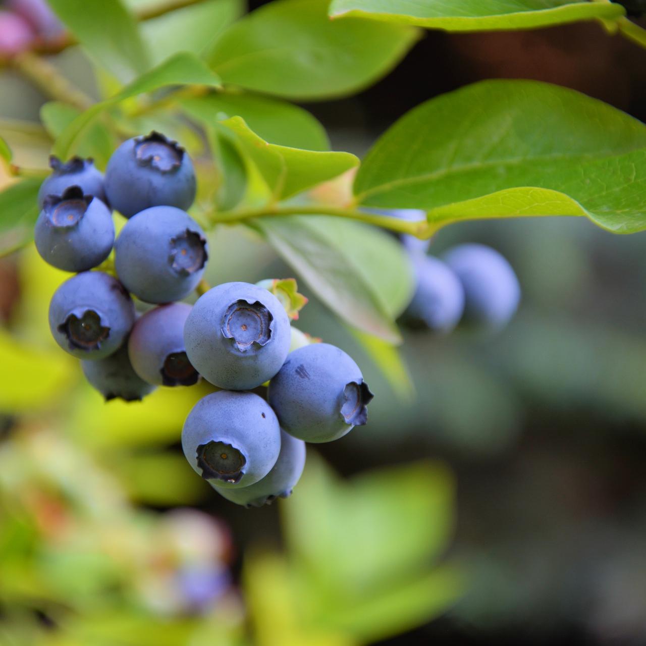 Only the best, sweetest and hardest jumbo blueberries