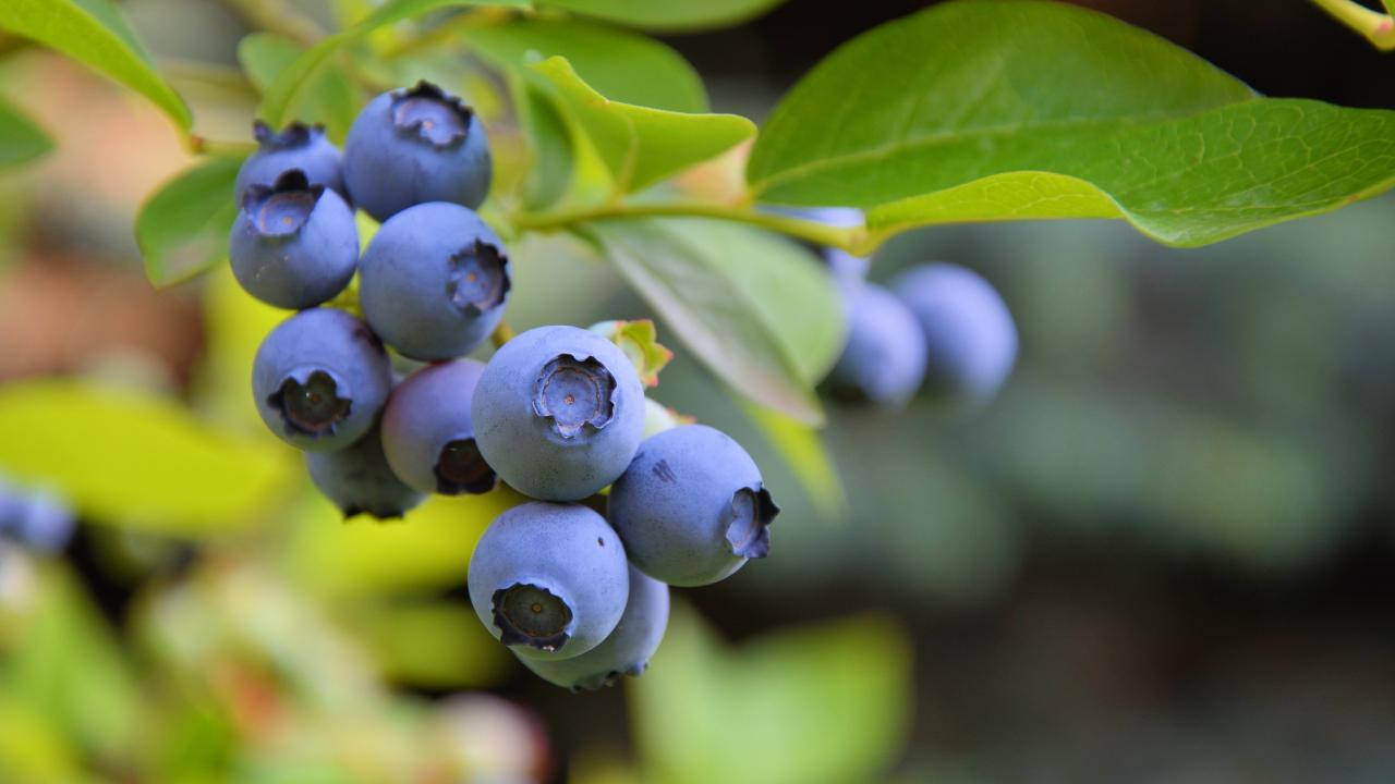 https://hgtvhome.sndimg.com/content/dam/images/hgtv/fullset/2018/5/23/0/shutterstock_298286450-Studio-Barcelona_blueberries.jpg.rend.hgtvcom.1280.720.suffix/1518122785407.jpeg