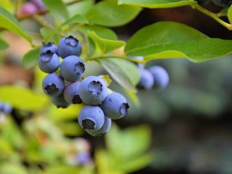 Ripe Blueberry on Bush