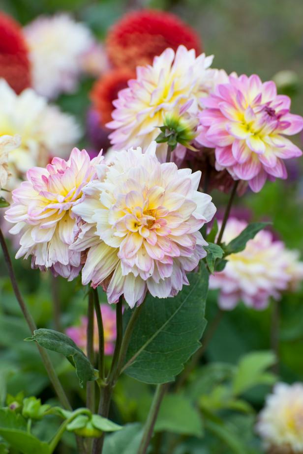 How to Grow Dazzling Dahlias | DIY