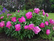 When To Transplant Peonies : Transplanting Peonies Quick And Easy Tips Video The Vintage Mom / For the most part, transplanting peonies is a job that doesn't usually need done for 10 to 15 years.