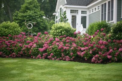 Front Yard Landscaping Ideas To Sell Your Home Decorative Plants For Instant Curb Appeal Hgtv - What Are The Best Bushes To Plant In Front Of Your House