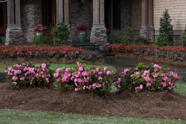 Encore Azalea 'Autumn Carnation'