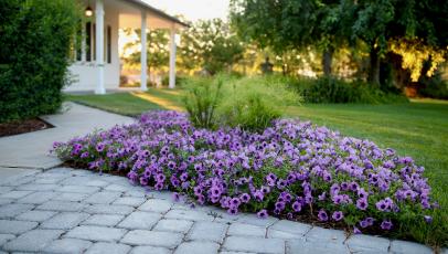 14 Front Yard Plants That Won't Take Over Your House