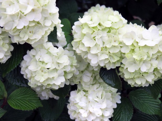 Viburnum Plicatum Snowball Viburnum