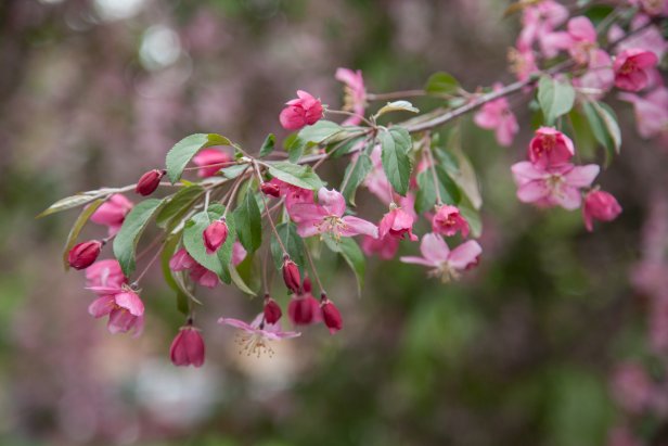 Small Weeping Crabapple Tree Spring Color