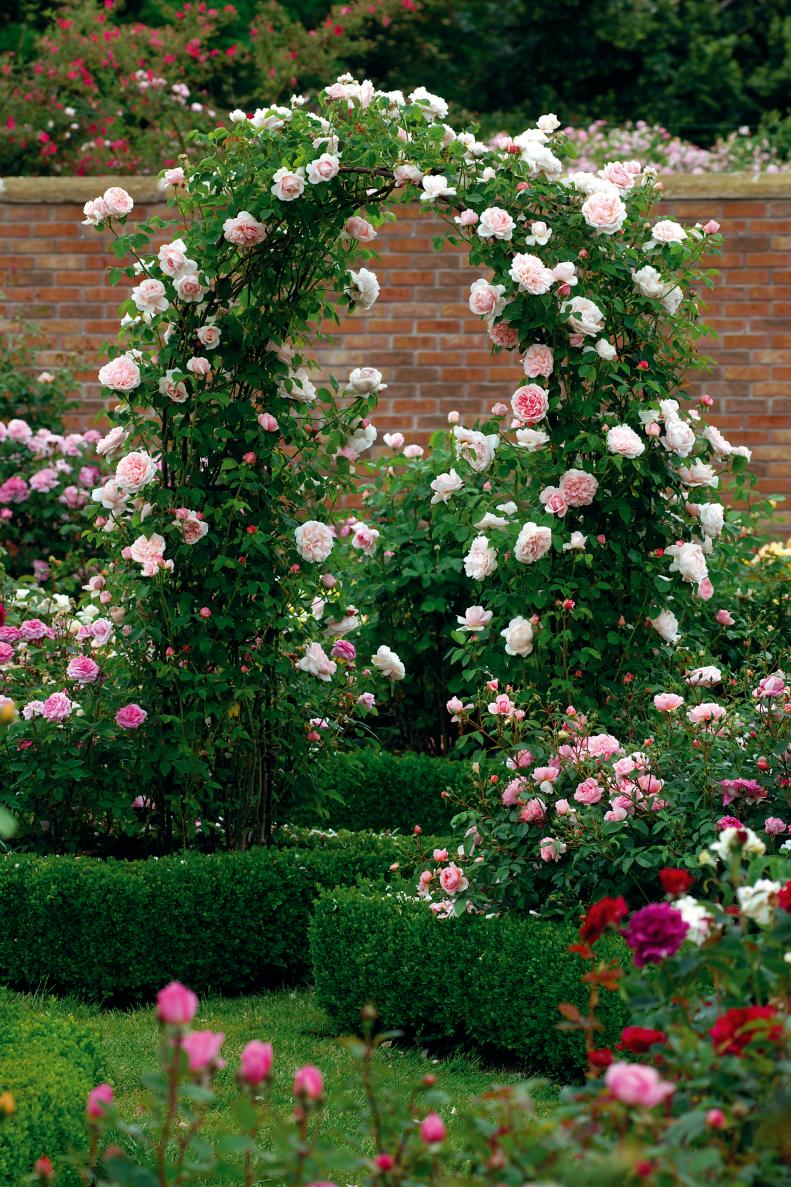 Antique Rose English Rose