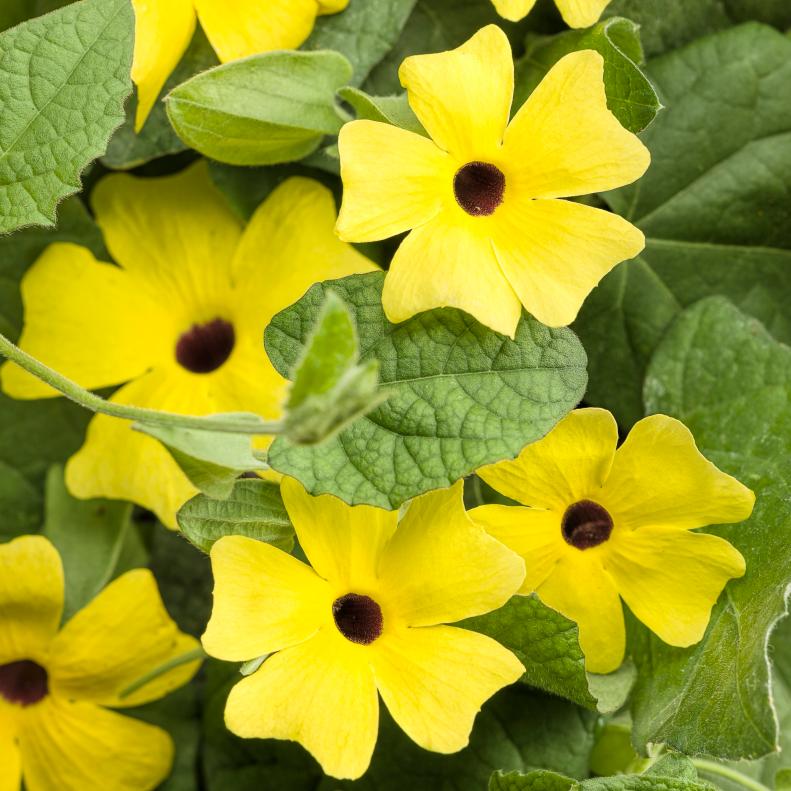 Annual Flowering Vine