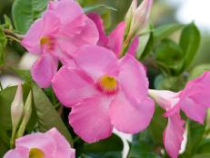 The classic mandevilla vine brings a splash of bright, beachy color and big, tropical flowers to sunny spaces in the garden.