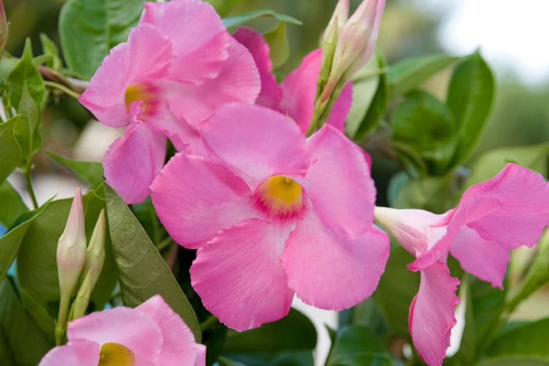 Sun Parasol Mandevilla Vine