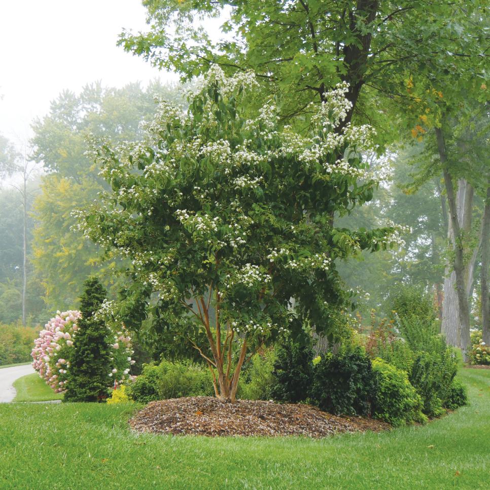 Small Garden Trees, Best Dwarf Trees For Landscaping