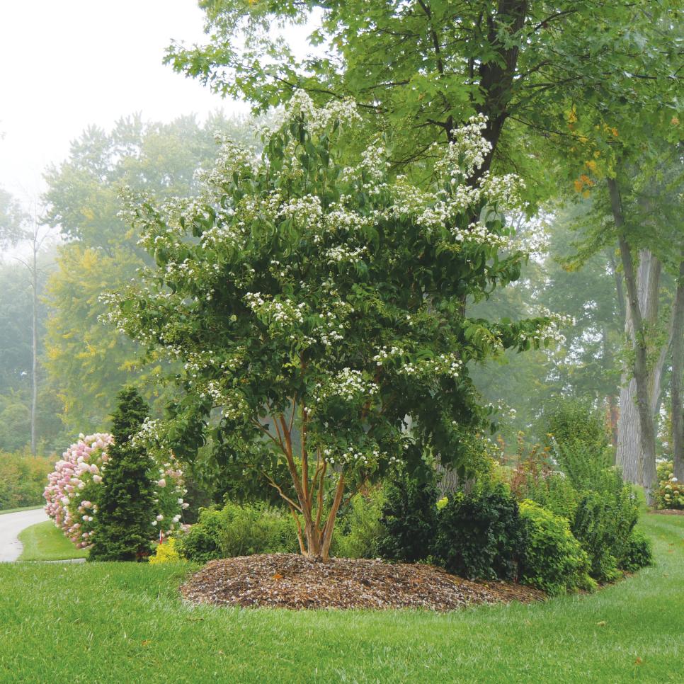 best small trees for landscaping