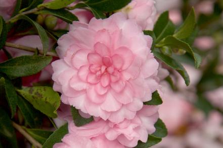 Pink Perplexion Camellia