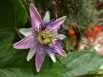 Blue Passion Flower Vine