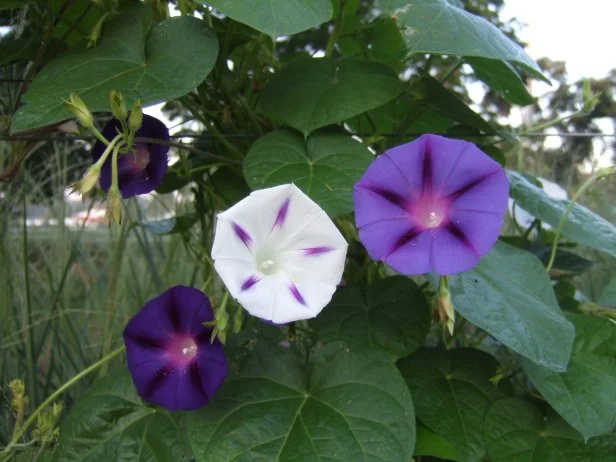 Morning Glory Vine