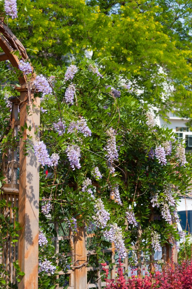 Flowering Vine