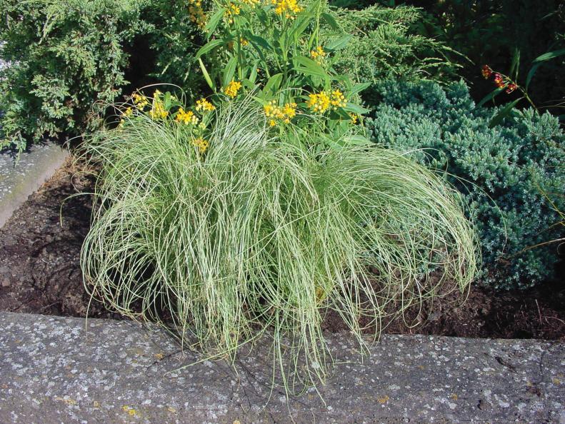 Carex 'Amazon Mist'