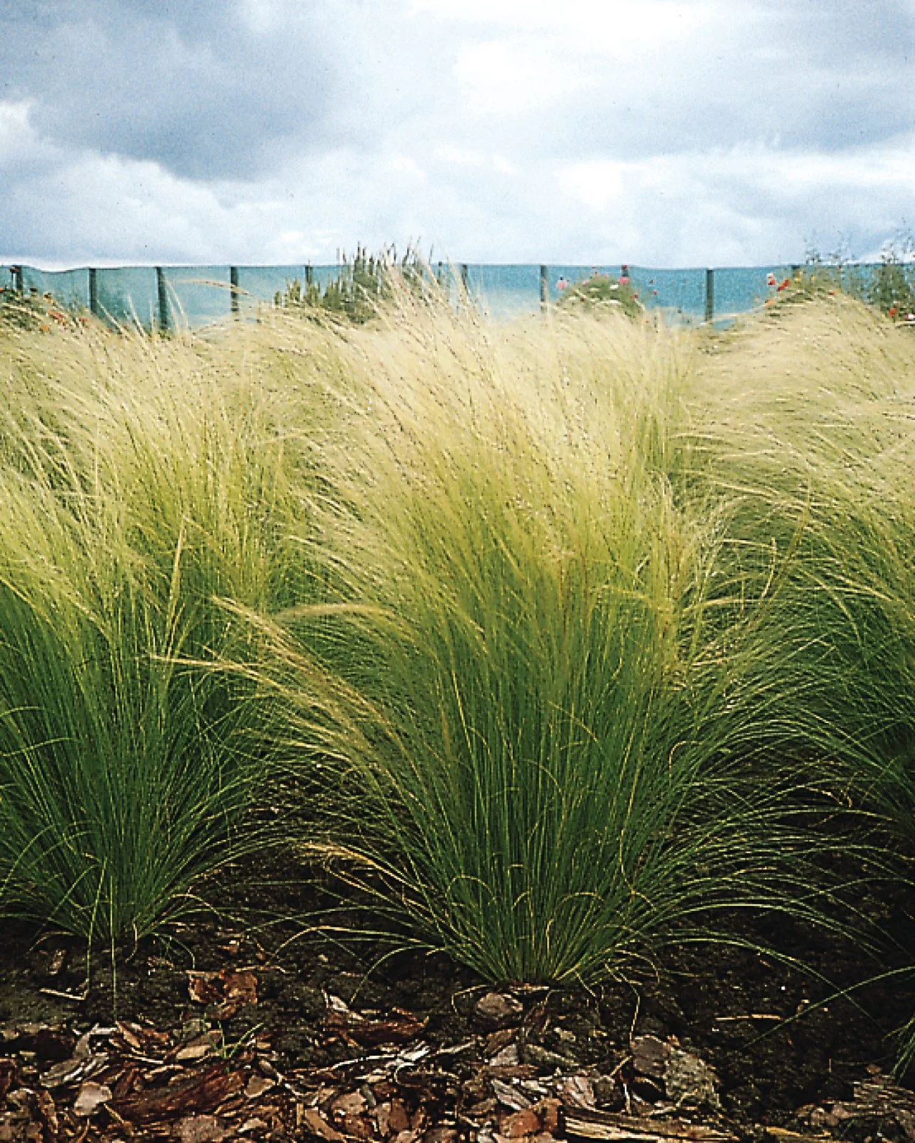 The Prettiest Ornamental Grasses for Sun and Shade HGTV